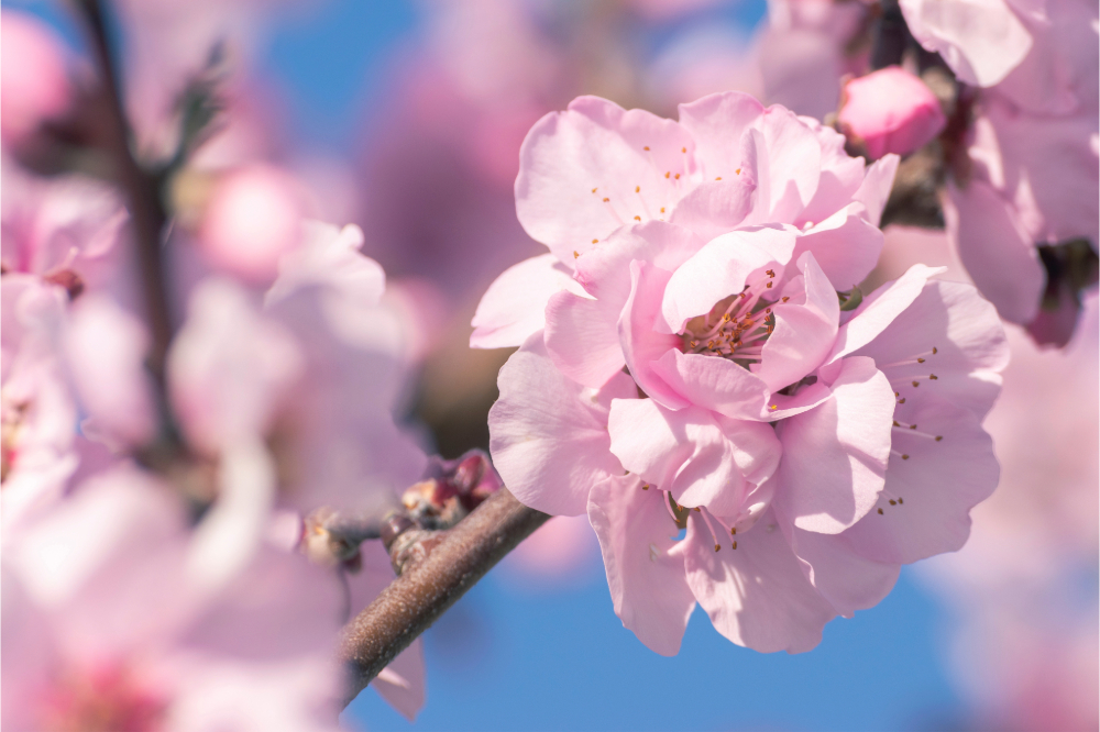 Mandelblüte